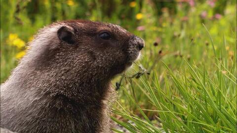 动物视频,捕捉自然之美瞬间