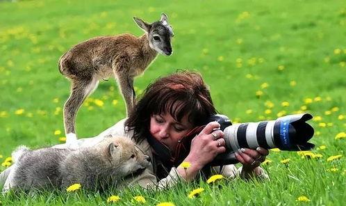 动物视频,捕捉自然之美瞬间