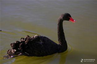 黑天鹅视频