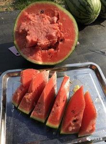 近期网红吃瓜爆料,娱乐圈最新瓜料大揭秘！