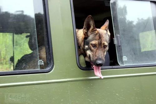 军犬交配视频,揭秘军犬交配过程