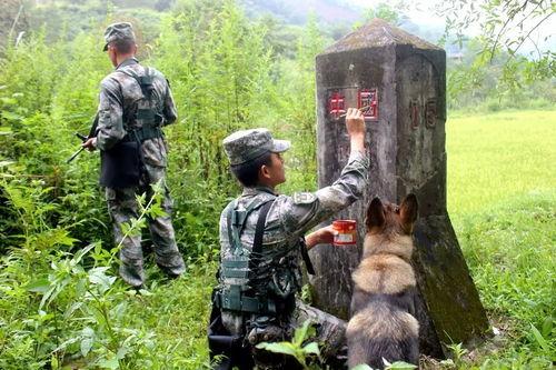 军犬交配视频,揭秘军犬交配过程