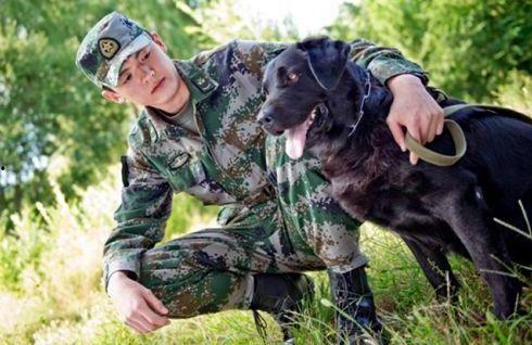 军犬交配视频,揭秘军犬交配过程