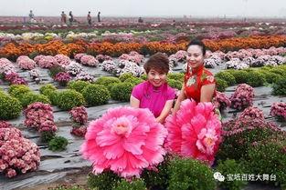 爆菊花视频首页,热门内容速览，趣味无限
