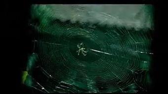 雨后视频,捕捉自然之美瞬间