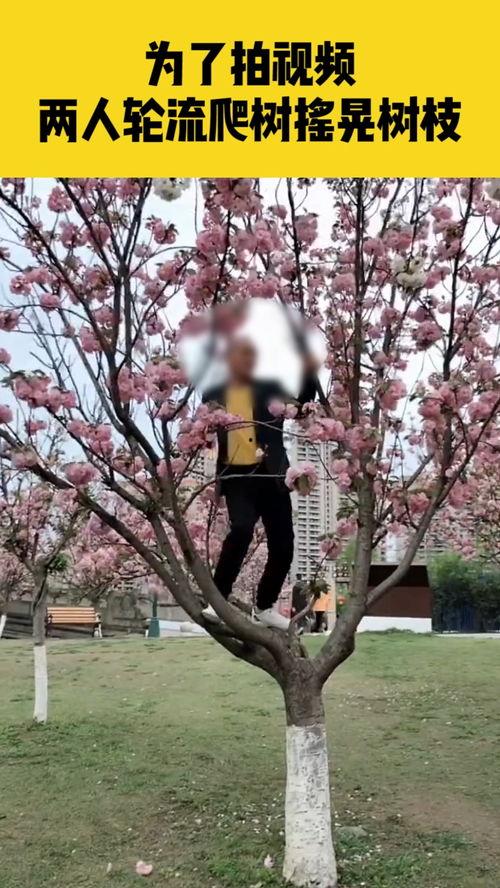 爬树视频,惊险刺激的树梢之旅