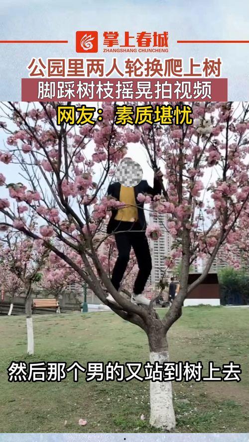 爬树视频,惊险刺激的树梢之旅