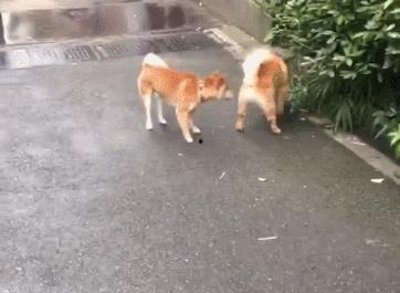 公狗视频,揭秘狗狗的日常生活与情感世界