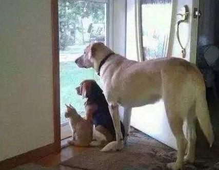 公狗视频,揭秘狗狗的日常生活与情感世界