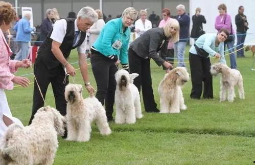 公狗视频,揭秘狗狗的日常生活与情感世界