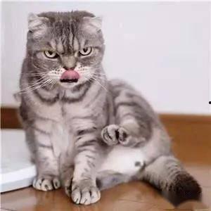 猫视频大全,猫视频大全趣味盘点