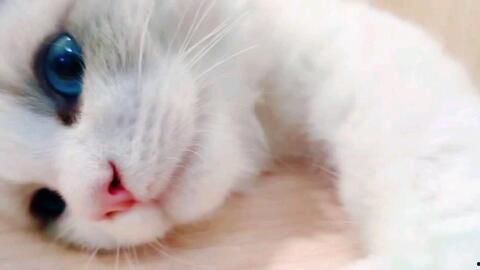 猫视频大全,猫视频大全趣味盘点