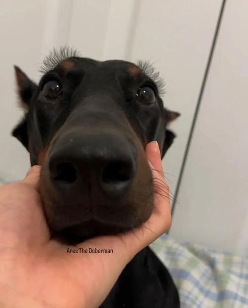 杜宾视频,揭秘狗狗界的“黑衣警探”