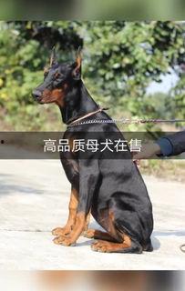 杜宾视频,揭秘狗狗界的“黑衣警探”