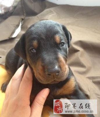 杜宾视频,揭秘狗狗界的“黑衣警探”