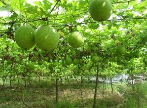 今日吊瓜价格今天行情,涨跌互现，市场动态解析