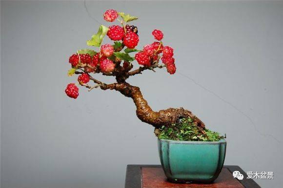 盆景修剪视频,视频教程精华回顾