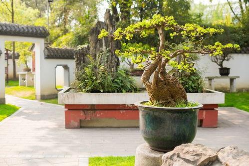 盆景修剪视频,视频教程精华回顾