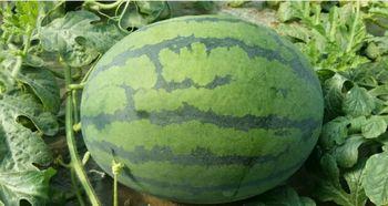 蒲城吊瓜今日价格多少,行情波动下的市场动态