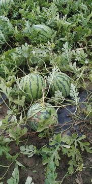 蒲城吊瓜今日价格多少,行情波动下的市场动态