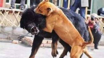 猛犬视频,勇敢与力量的震撼瞬间