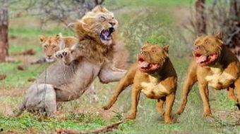 猛犬视频,勇敢与力量的震撼瞬间