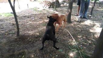 猛犬视频,勇敢与力量的震撼瞬间