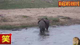 馿交配视频,一场自然界的奇妙繁殖之旅