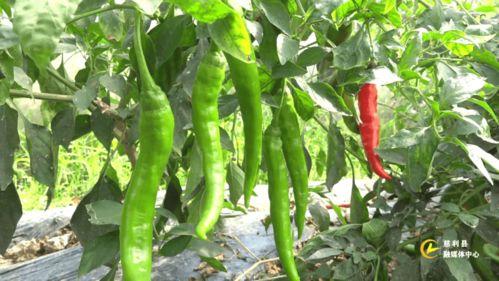 今日新鲜南一瓜事