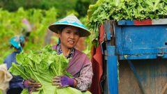 今日新鲜南一瓜事