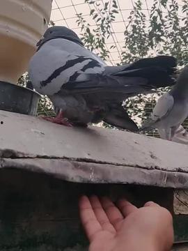 养鸽视频,揭秘养鸽视频中的温馨瞬间