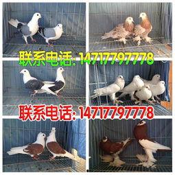 养鸽视频,揭秘养鸽视频中的温馨瞬间