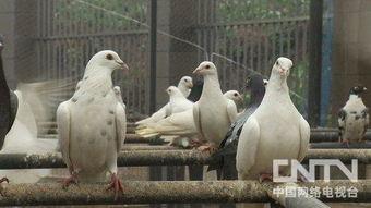 养鸽视频,揭秘养鸽视频中的温馨瞬间