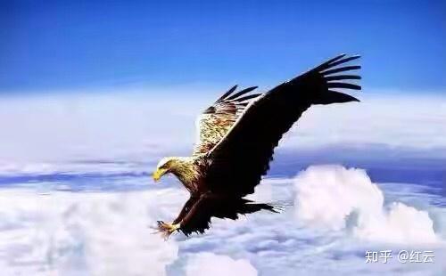 飞鹰视频,揭秘空中视角下的壮丽世界