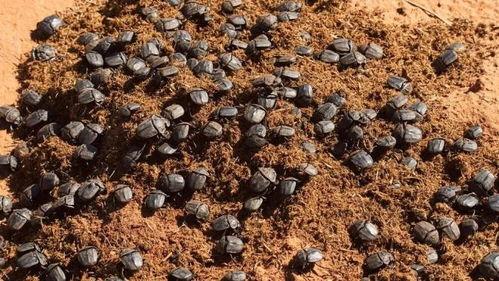 屎壳郎视频,揭秘昆虫界的清洁使者