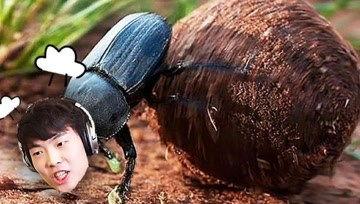 屎壳郎视频,揭秘昆虫界的清洁使者