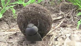 屎壳郎视频,揭秘昆虫界的清洁使者