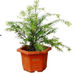 红豆杉盆景造型视频,一盆一世界，匠心独运的绿意盎然