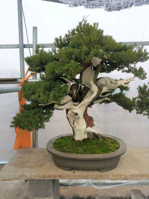 红豆杉盆景造型视频,一盆一世界，匠心独运的绿意盎然