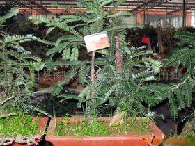 红豆杉盆景造型视频,一盆一世界，匠心独运的绿意盎然