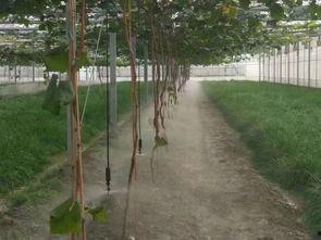 喷灌安装视频,轻松掌握高效灌溉技巧