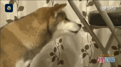 抖m视频,揭秘抖m现象背后的心理奥秘