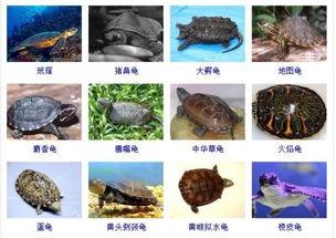 乌龟视频大全,视频大全带你领略龟趣无限