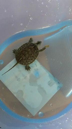 乌龟视频大全,视频大全带你领略龟趣无限