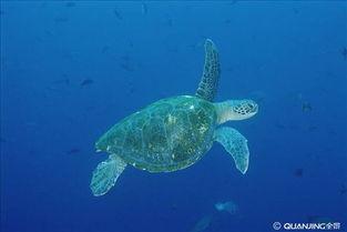 乌龟视频大全,视频大全带你领略龟趣无限