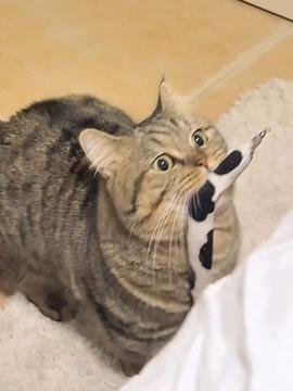 猫咪视频观看,视频中的可爱瞬间