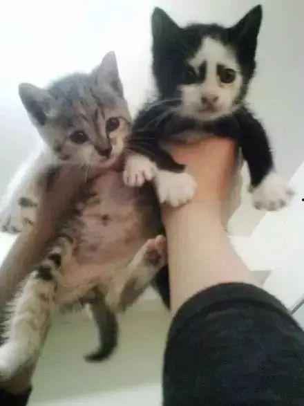 猫咪视频观看,视频中的可爱瞬间