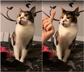 猫咪视频观看,视频中的可爱瞬间