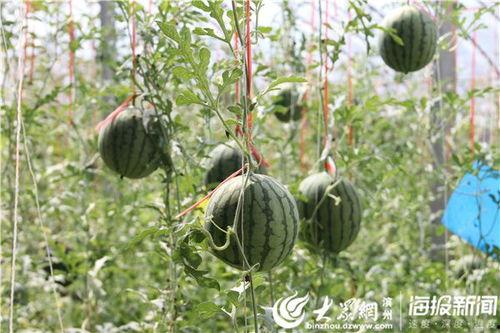 五一今日吃瓜视频