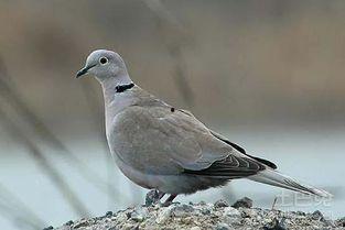 网捕斑鸠技巧视频教程,轻松掌握捕鸟高手秘籍